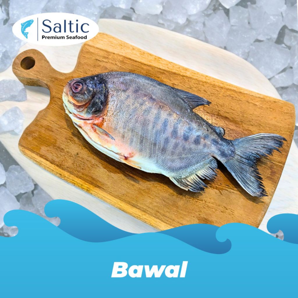 

Ikan Bawal Kolam Air Deras Berat 300-450gr Perut nya sudah bersih siap di masak Halal Premium HACCP Teruji Lab