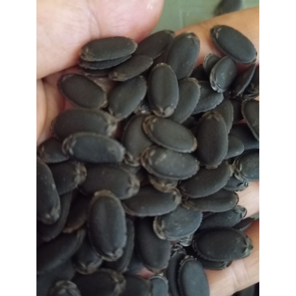 Benih 20 biji benih oyong gambas taiwan