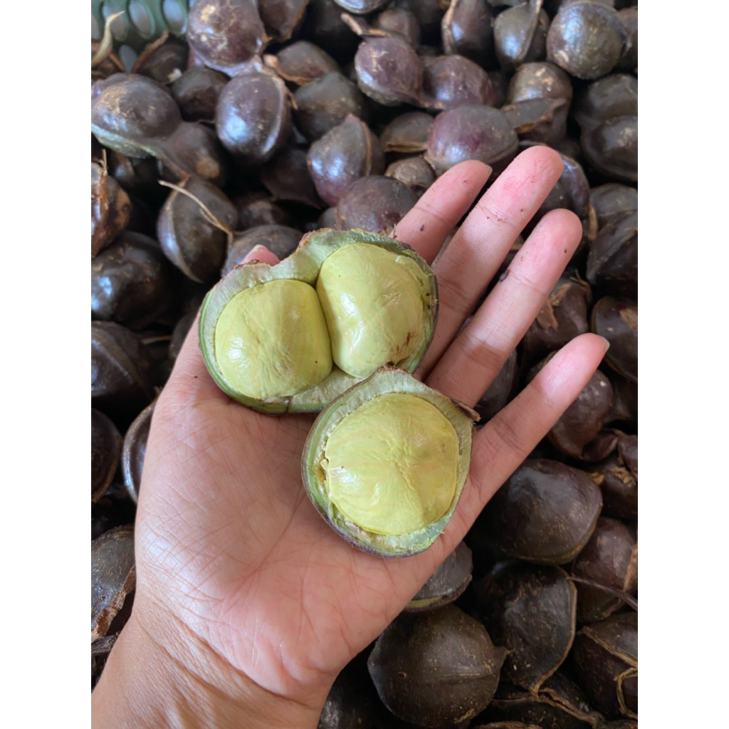 

Jengkol muda lalapan kulitan mlenus fres baru petik dari pohon berat 1kg