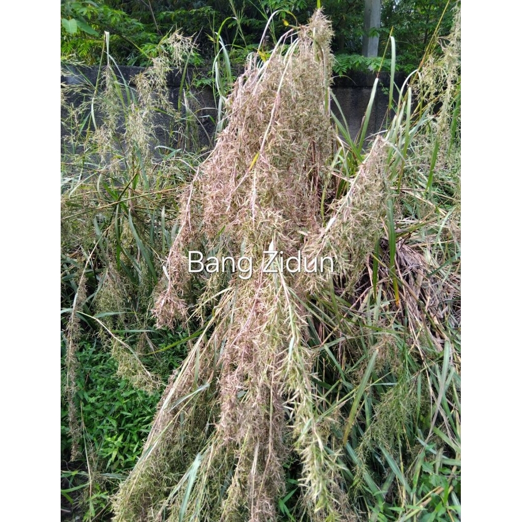 

bunga sereh, bunga serai fresh