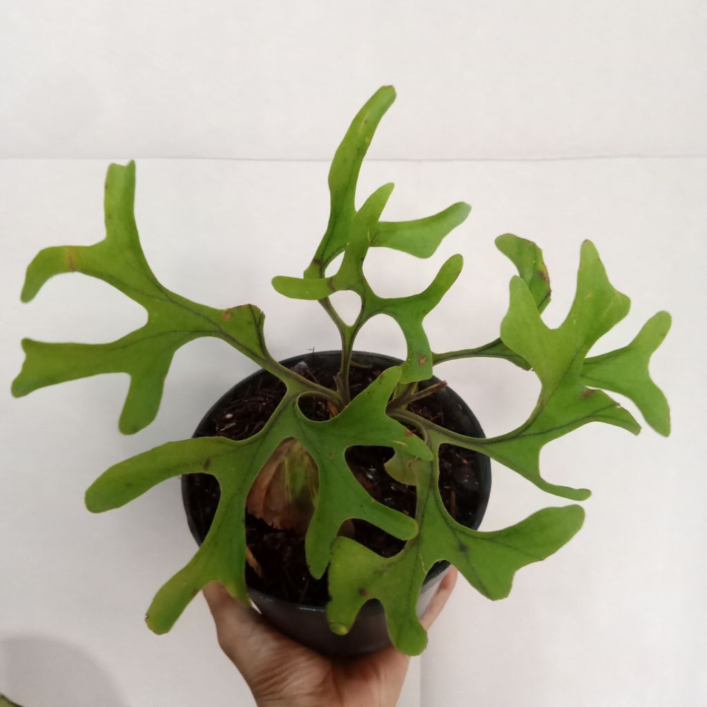Harga Platycerium Ridleyi Cabutan Terbaru Okt 2025 | BigGo Indonesia