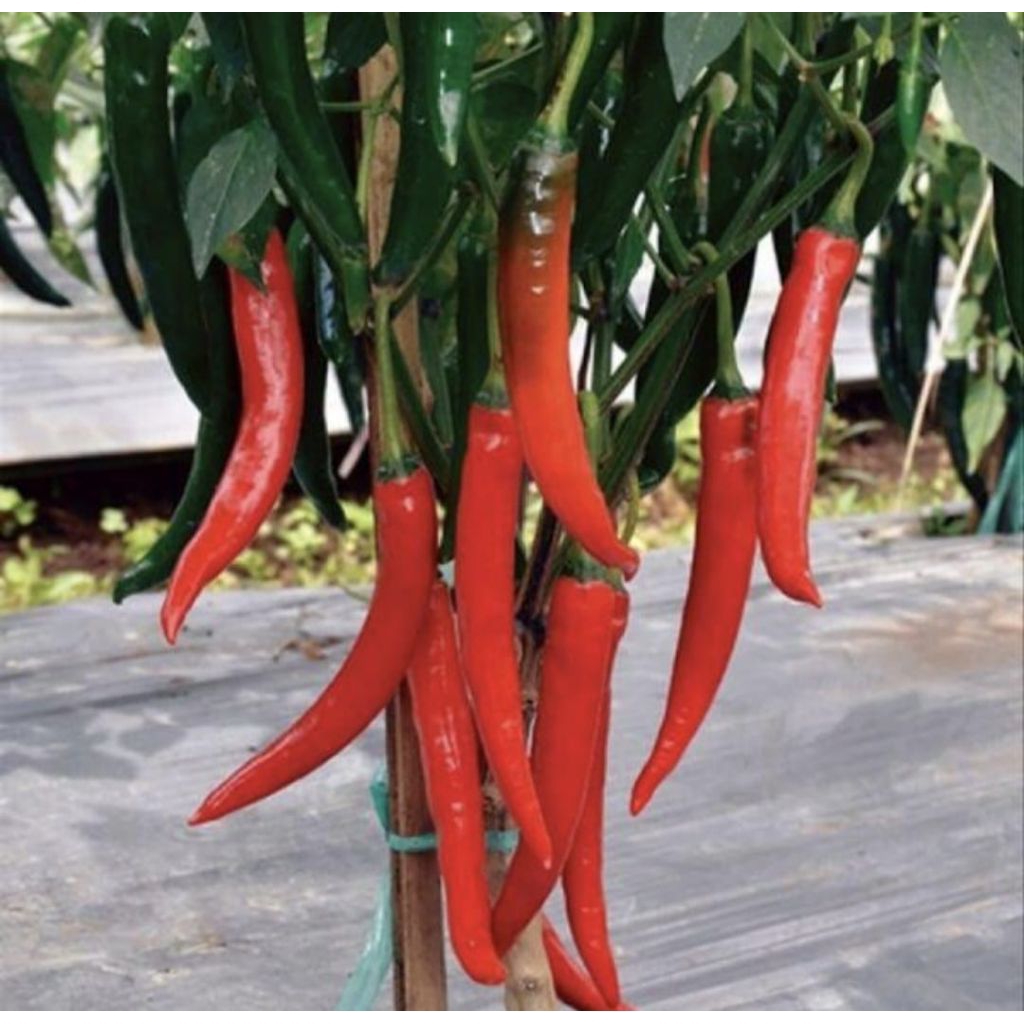 Pohon Cabai Merah Besar Bibit Tanaman Pohon Cabai Merah Besar