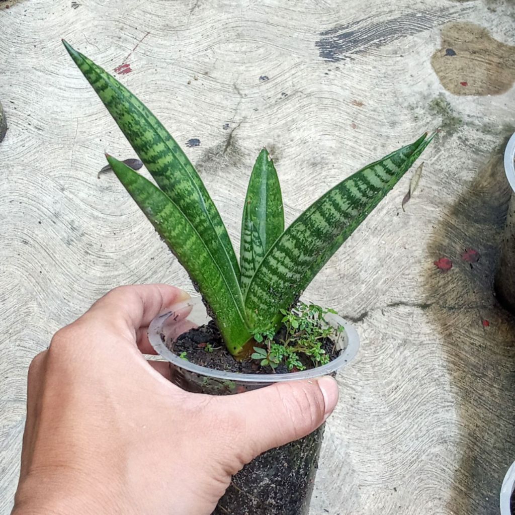 sansevieria marsha anjani