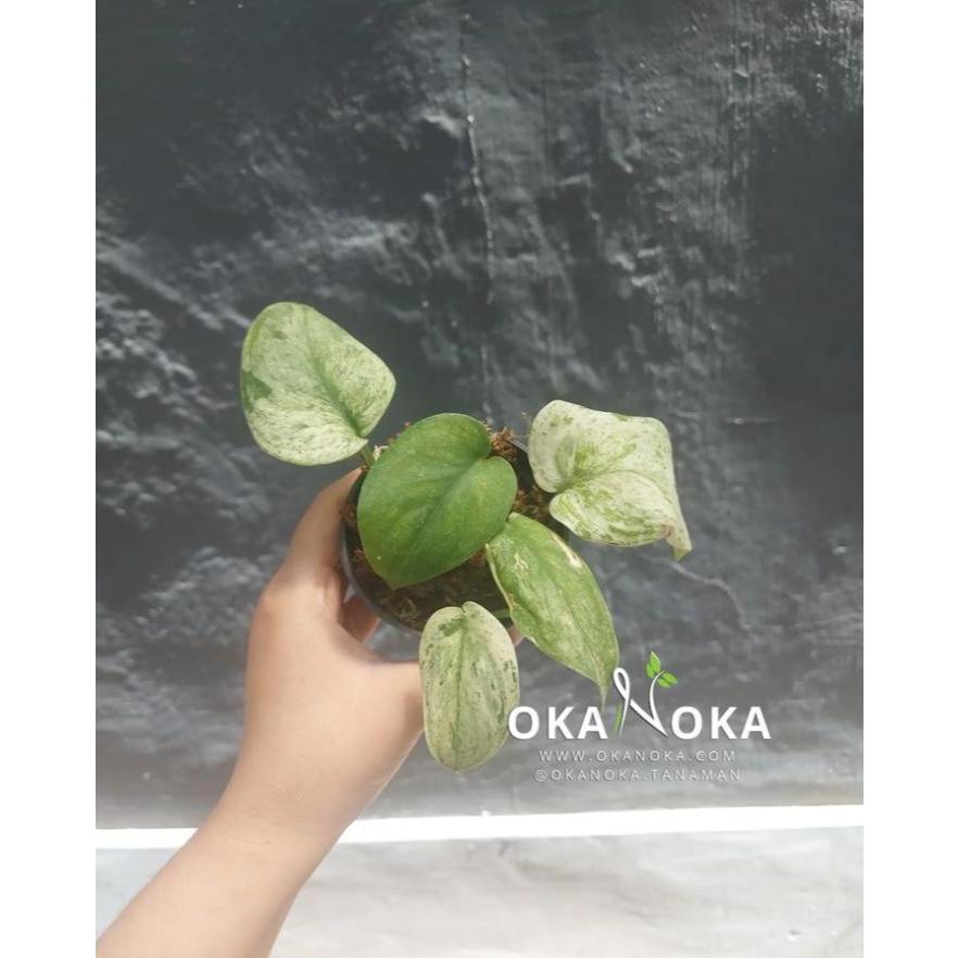 Scindapsus Marble Queen Varigata