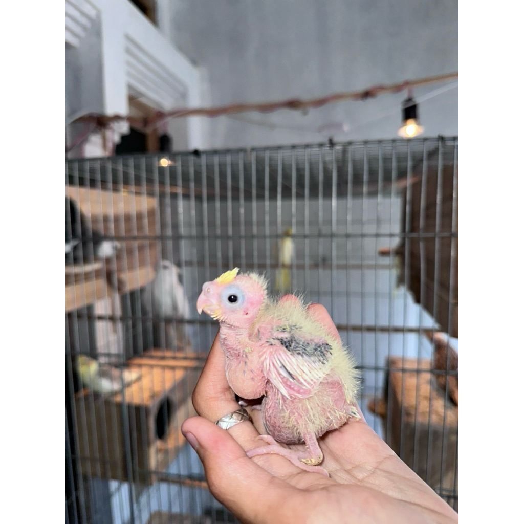 Lolohan Burung Falk Pied,Pearl dan Grey