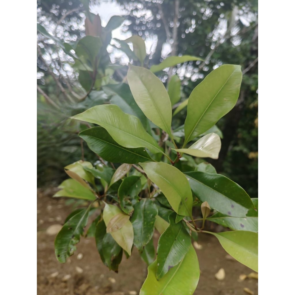 

Daun Cengkeh Segar 100 gr | Daun Cengkeh Herbal Alami | Bahan Obat Tradisional