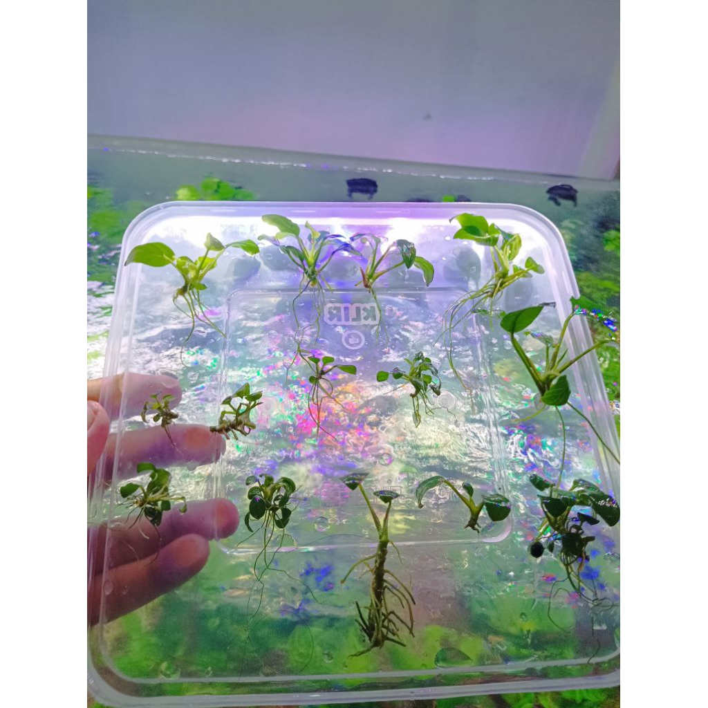 anubias mix .Petit trop .Pinto .panda oon. nana