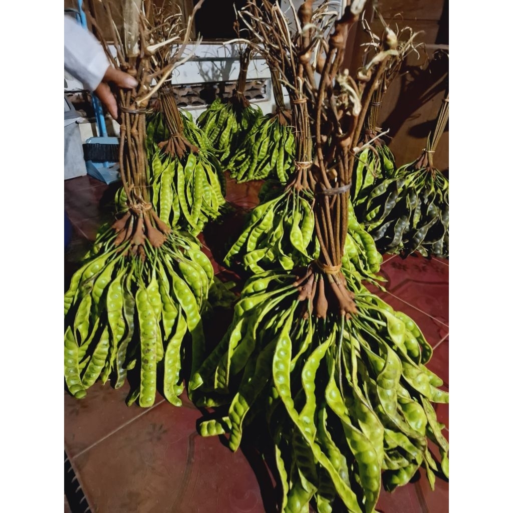 

petai/pete campur panjang,pendek,tua kulit coklat