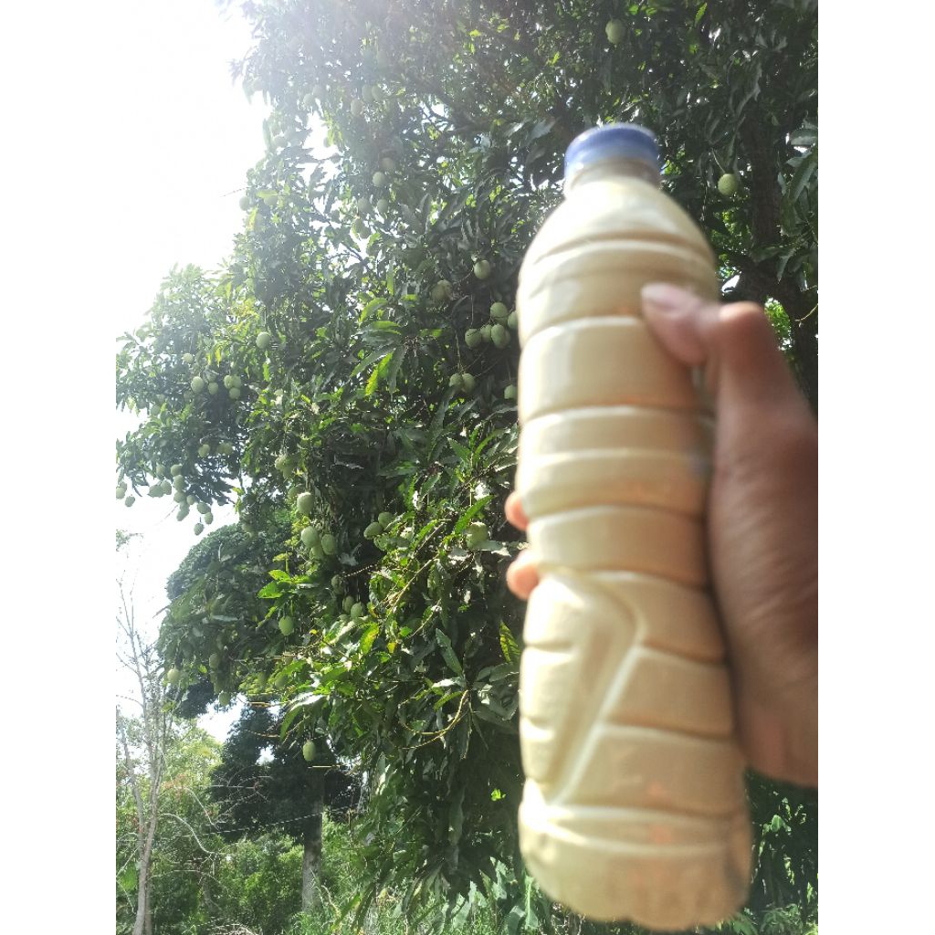 boster racikan bunga mangga