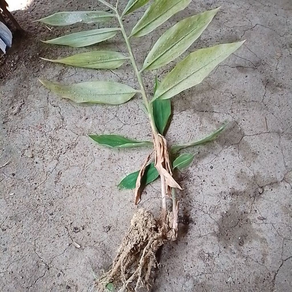 

500GRM AKAR BATANG DAUN LEMPUYANG