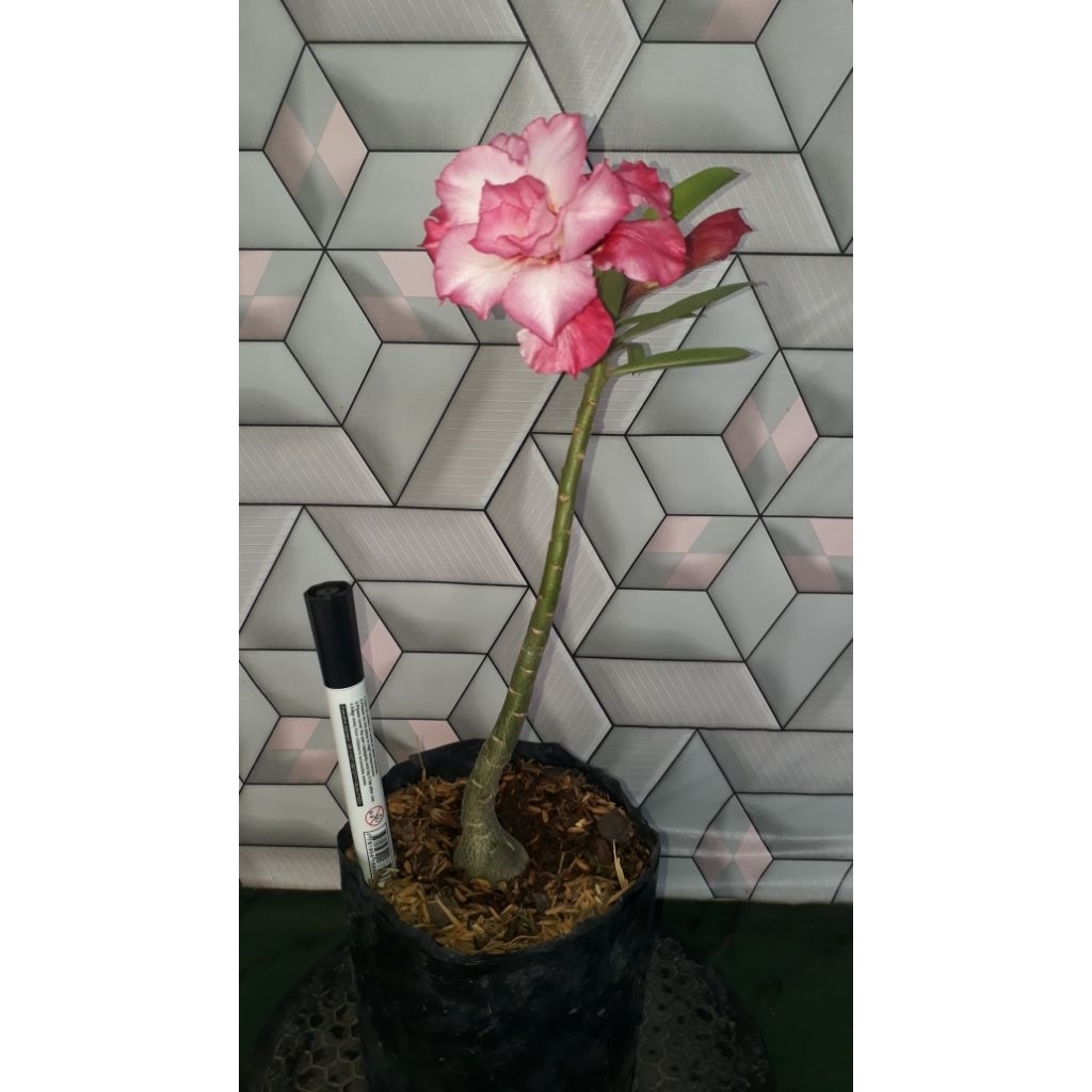 Ori bunga tumpuk 3 layer(adenium)