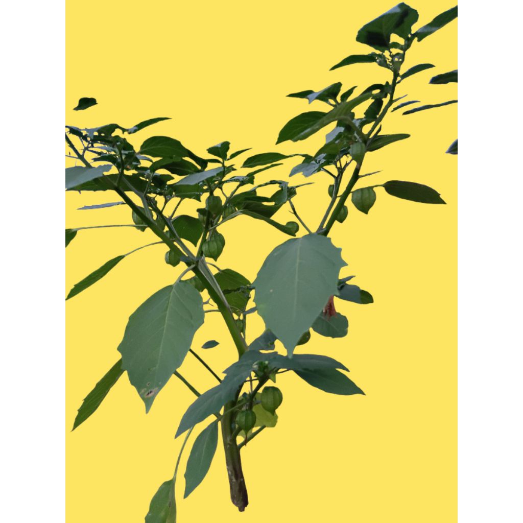 

Daun, Batang dan Akar Segar (100 G) Ciplukan / Ceplukan / Cecendet / Yor-yoran / Physalis Angulata / Lapinonat / Angket / Lappo Lappo / Kepok Kepokan / Dedes/ Leletokan (Silahkan Request atau Beri Catatan Daun/Batang/Akar)