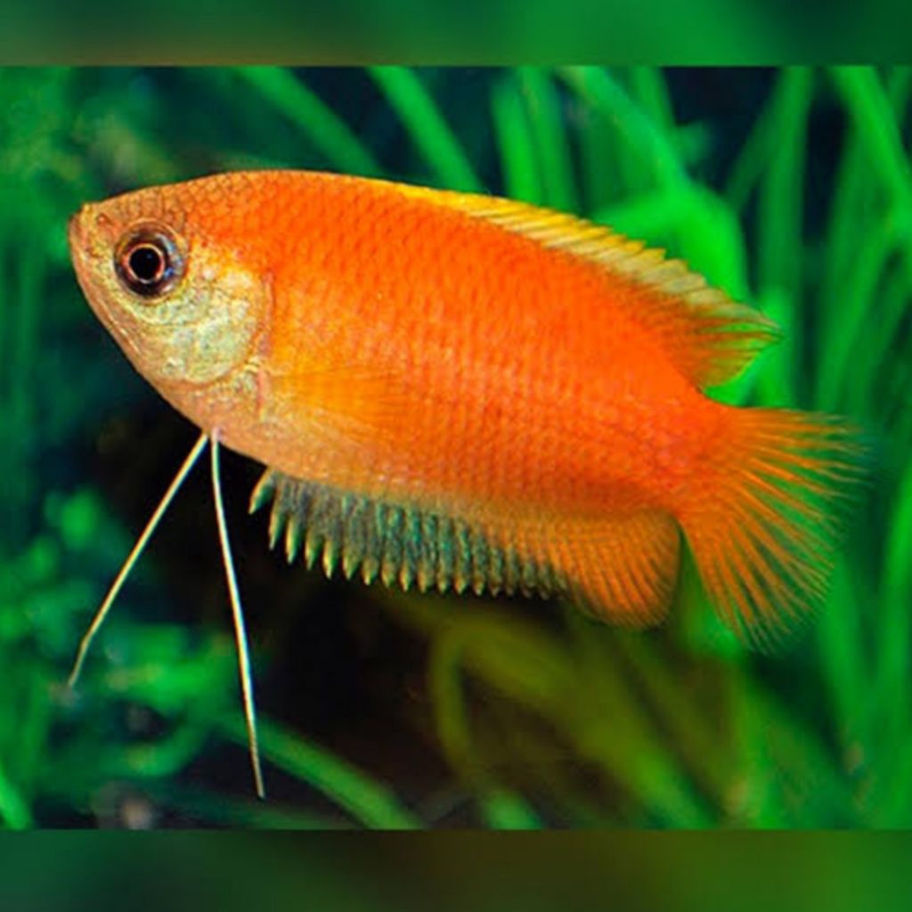ikan Lalius Chuna Honey Gourami Madu hiasan aquarium Sepat gurami alius hias tankmate bisa tanpa fil