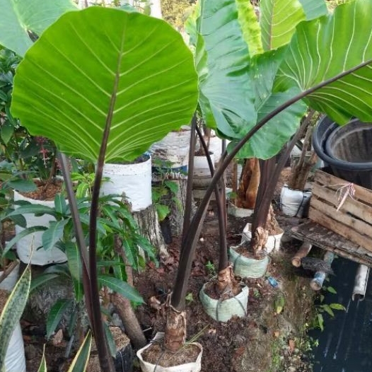 Tanaman Hias Keladi Hitam / Talas Hitam