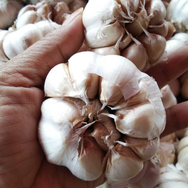 

BAWANG PUTIH IKG KUALITAS SUPER GRADE A