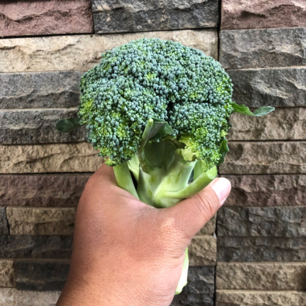 

1Kg Brokoli Hijau Segar
