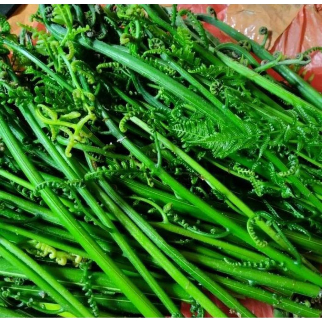 

pakis sayur segar 500 gram