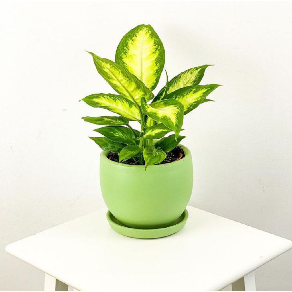 Tanaman Hias Sri Rejeki//Blanceng Susu