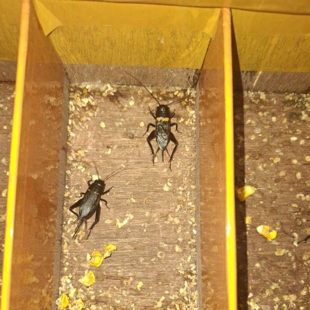 Jangkrik Jalitemg Sepasang Jantan Dan Betina Siap Bertelur