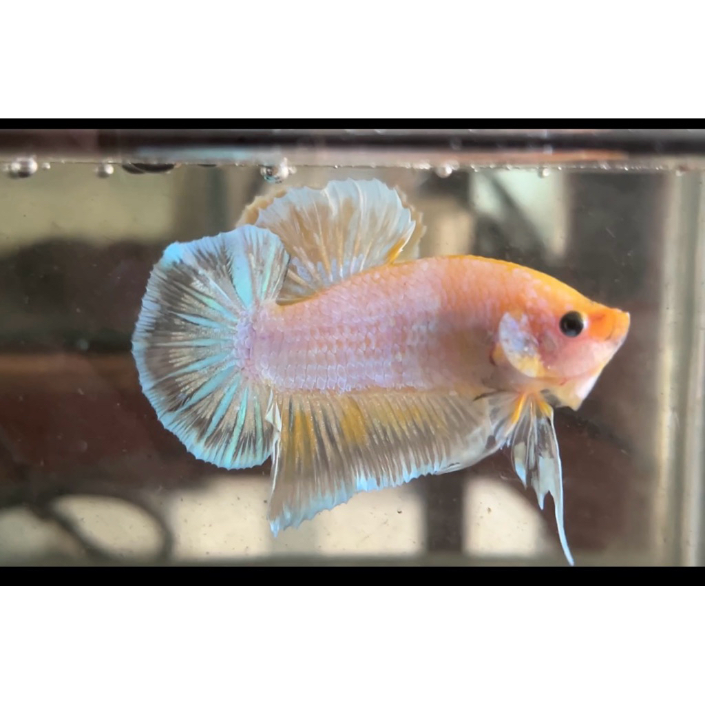 pelet cupang giant bo 4,5