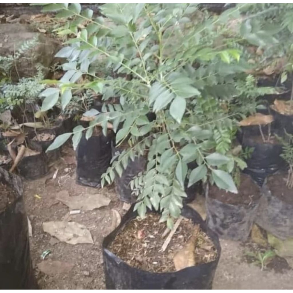 Pohon Kari / Salam Koja Bibit Tanaman Pohon Daun Kari