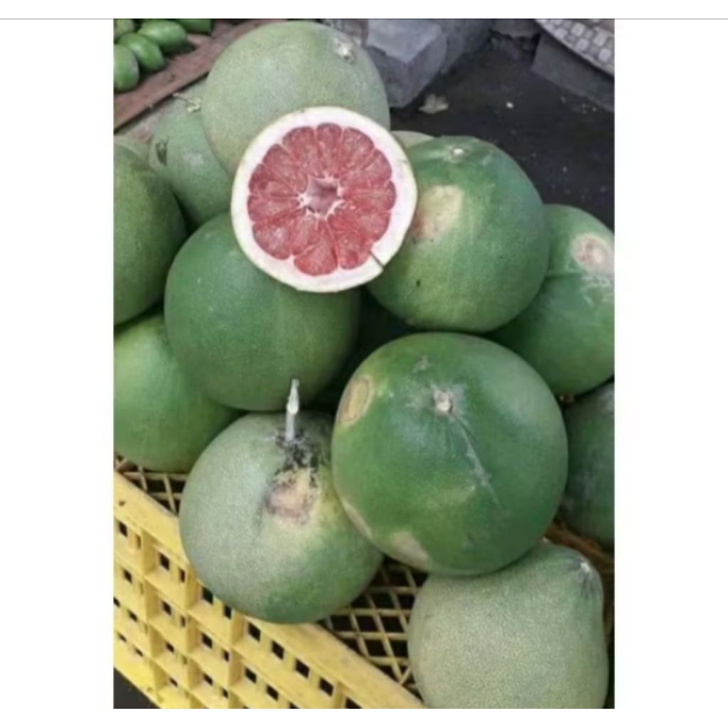 

Buah Jeruk Bali Pamelo Asli Jawa Tengah