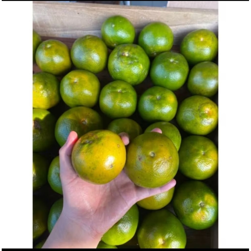 

BUAH JERUK SEMBORO 1KG ISI 6/7 BUAH