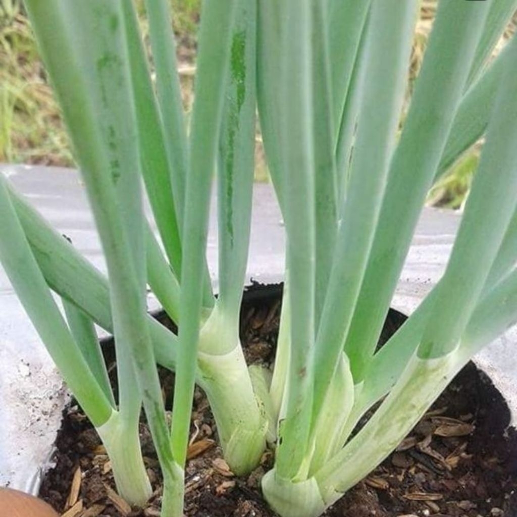 

10 bibit bawng daun sayur kawalitas trbaik siap tanam