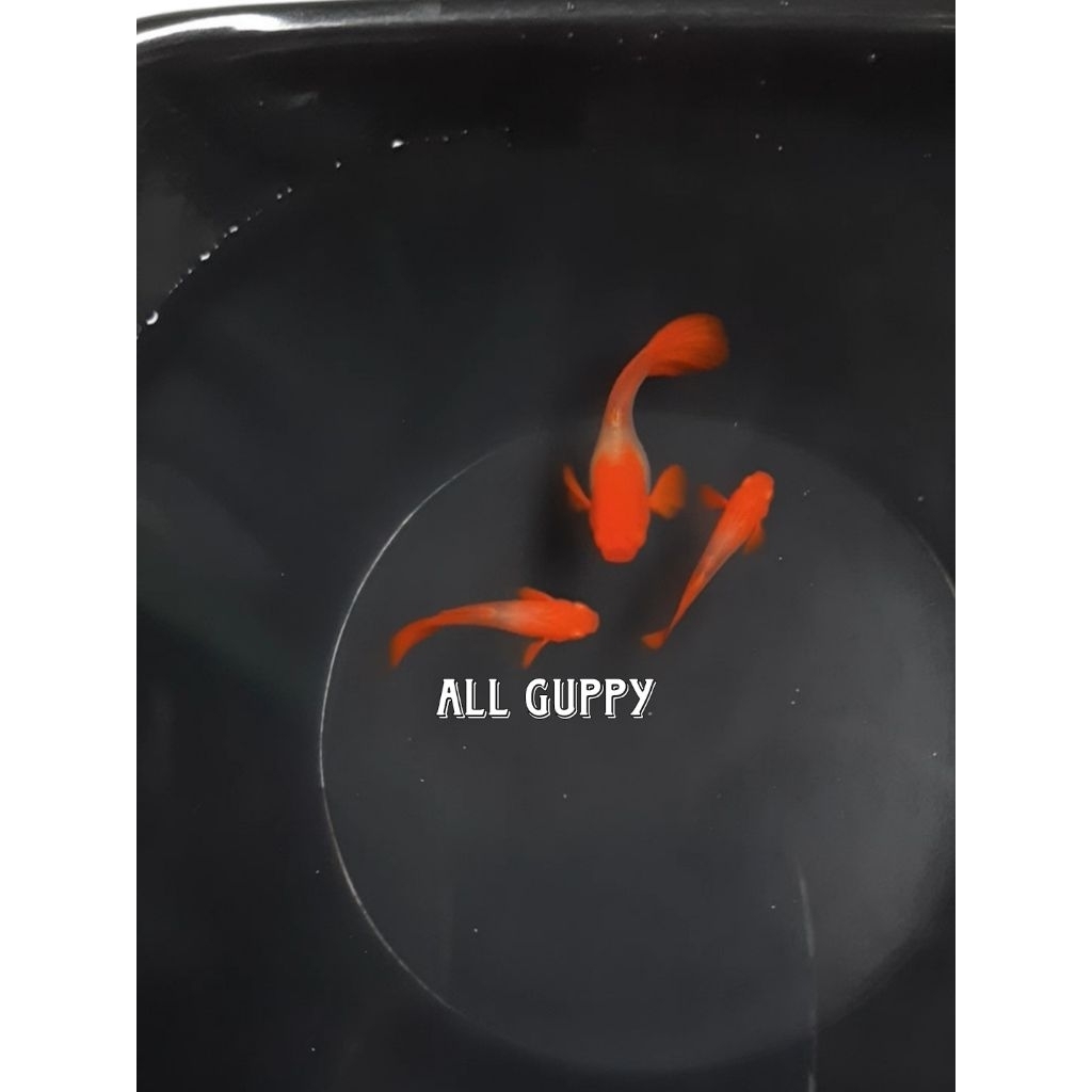 hiasan guppy albino koi red ear