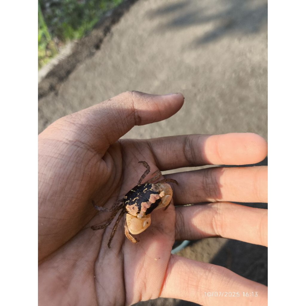 

kepiting hias batik kecil rendom varian / kepiting / hias / batik crab / kepiting air tawar / metasesarma obesum / kepiting metasesarma