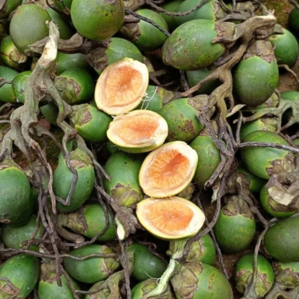 

Pinang Muda Pilihan 1kg – Kualitas Unggul dari Kebun