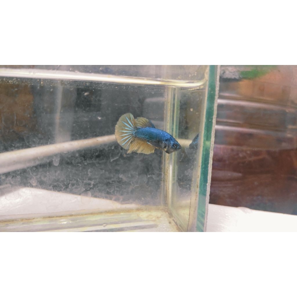 Cupang Female HMPK MG