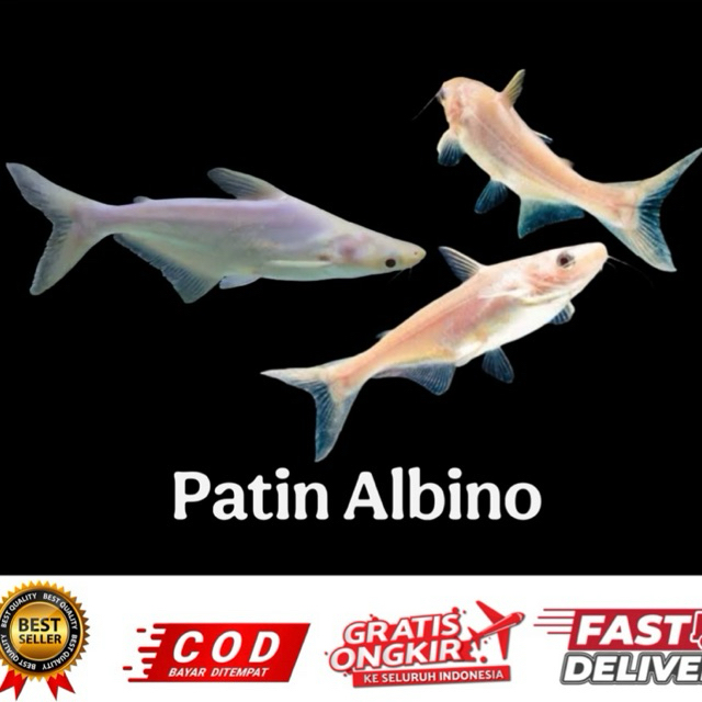 10e hiasan patin albino