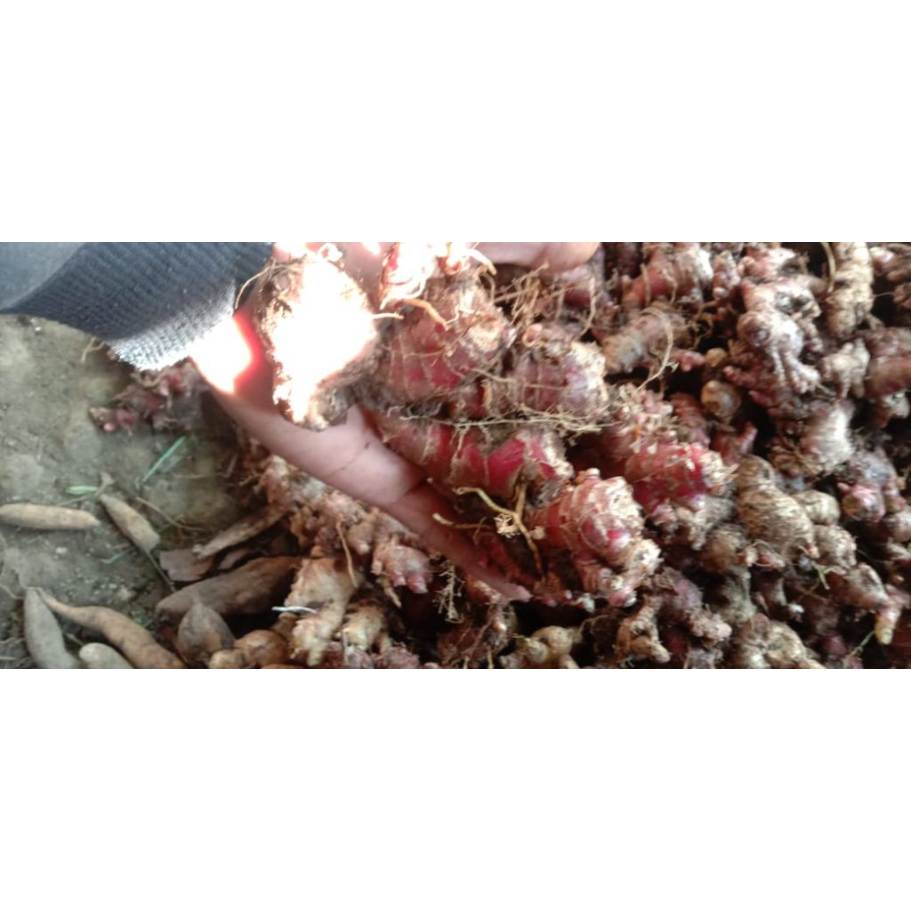 

JAHE MERAH SEGAR 150 gram