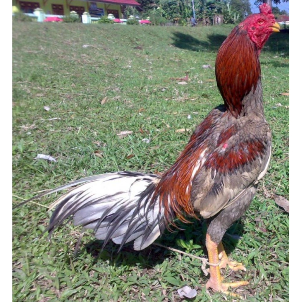 

paket hemat 3 Telur Ayam Bangkok Clasik ORI fertil siap untuk ditetaskan