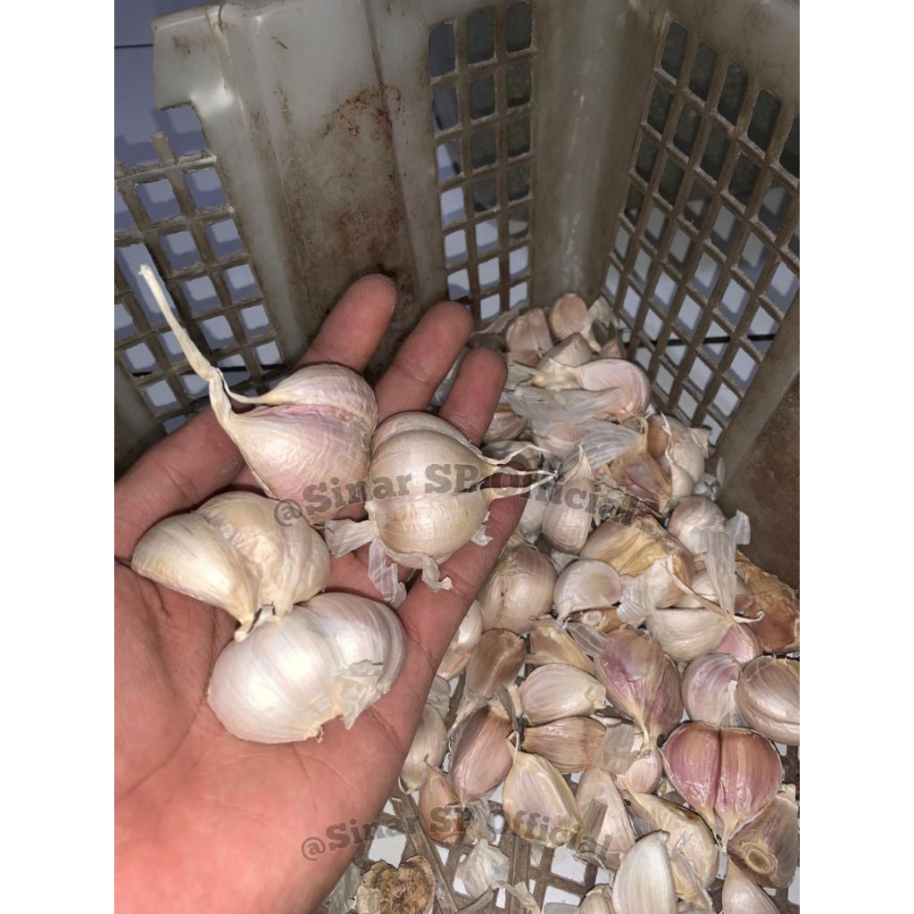 

Bawang Putih Segar – Putih Bersih & Wangi Tajam