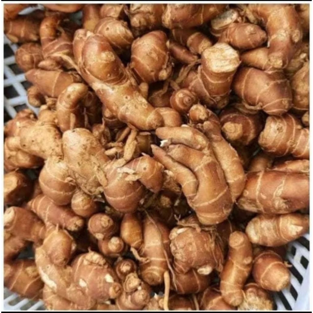 

Kencur Segar – Bumbu Dapur & Herbal Tradisional 500gr / 1kg