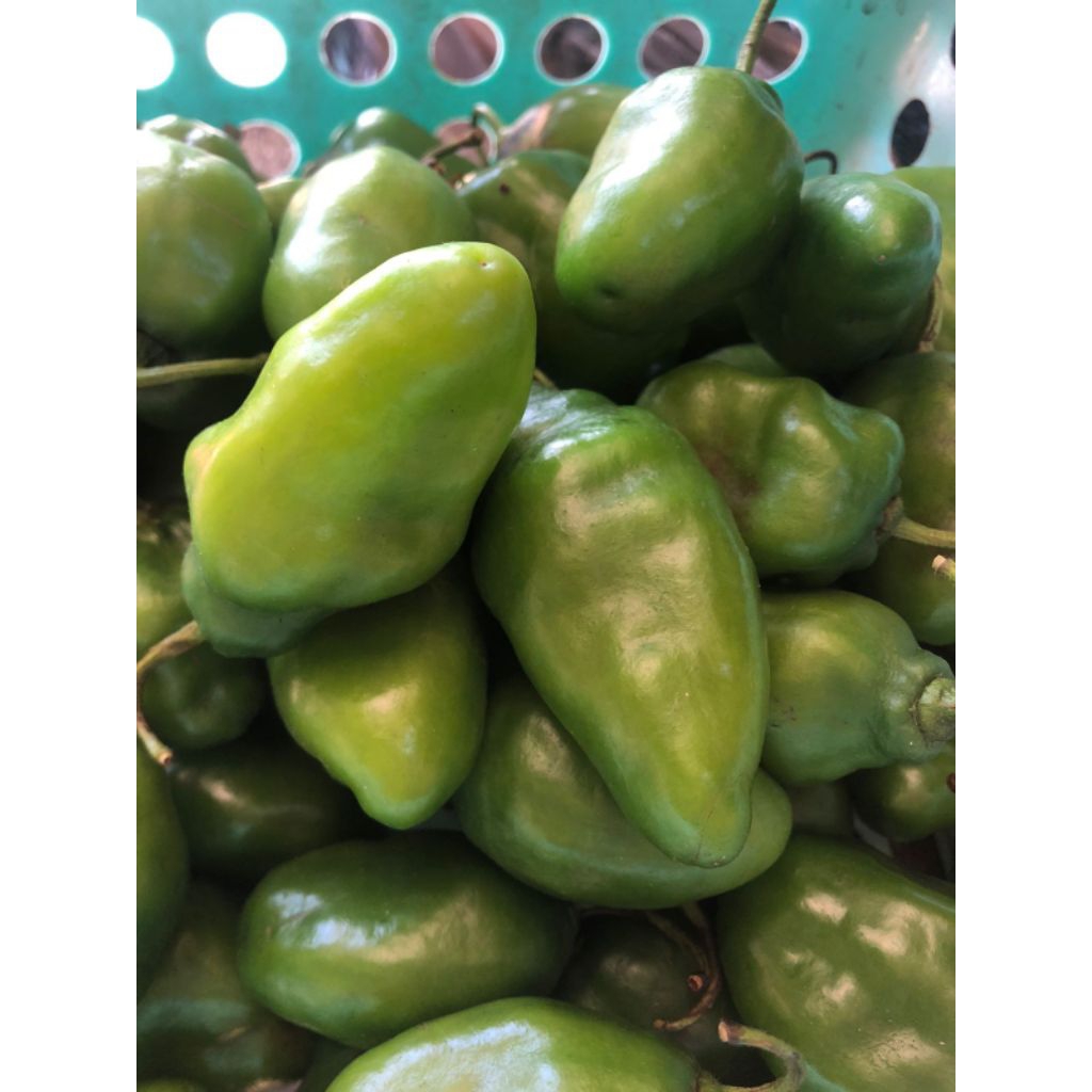 

Cabe Gendot murah 250gram