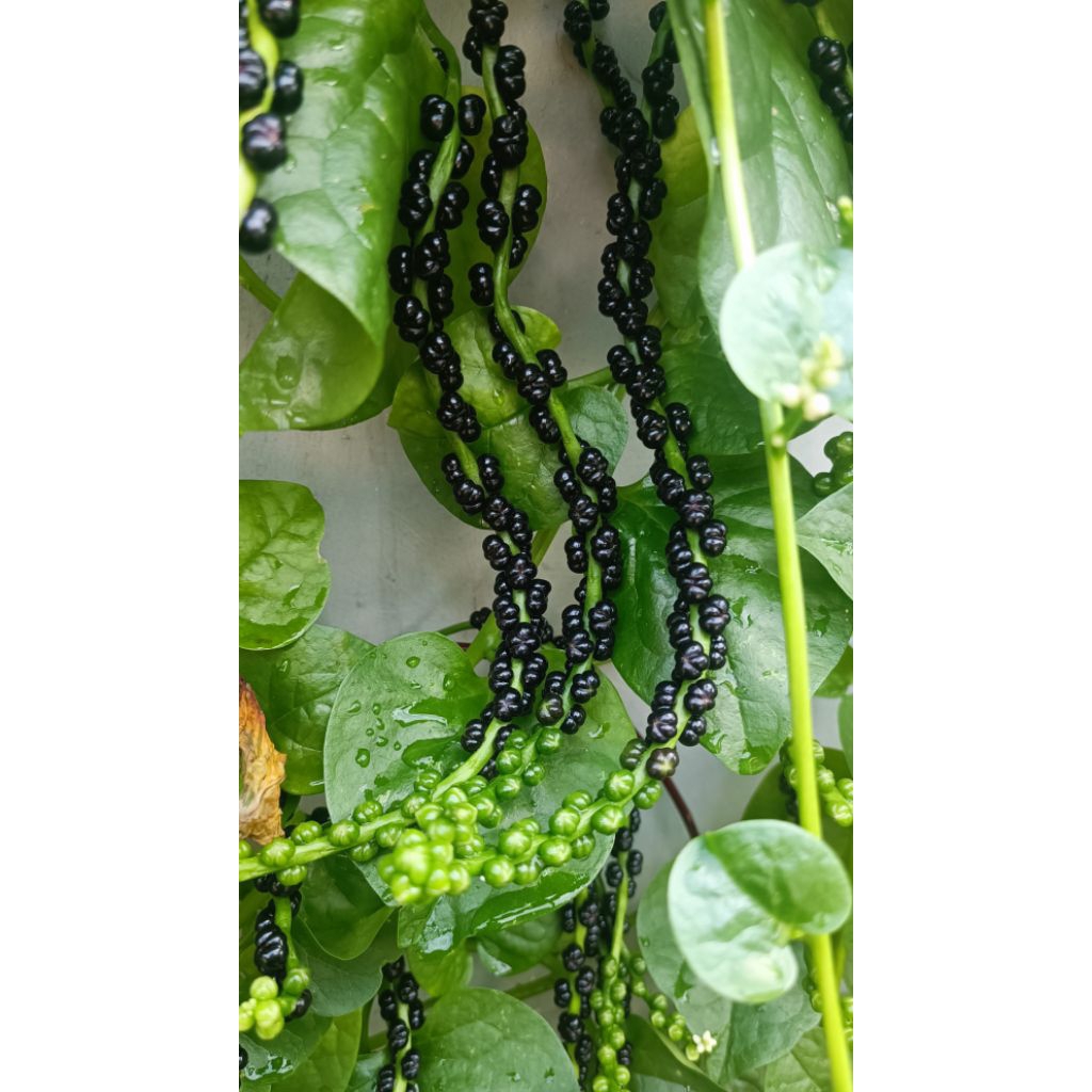 

Buah Angkung Segar obat stroke