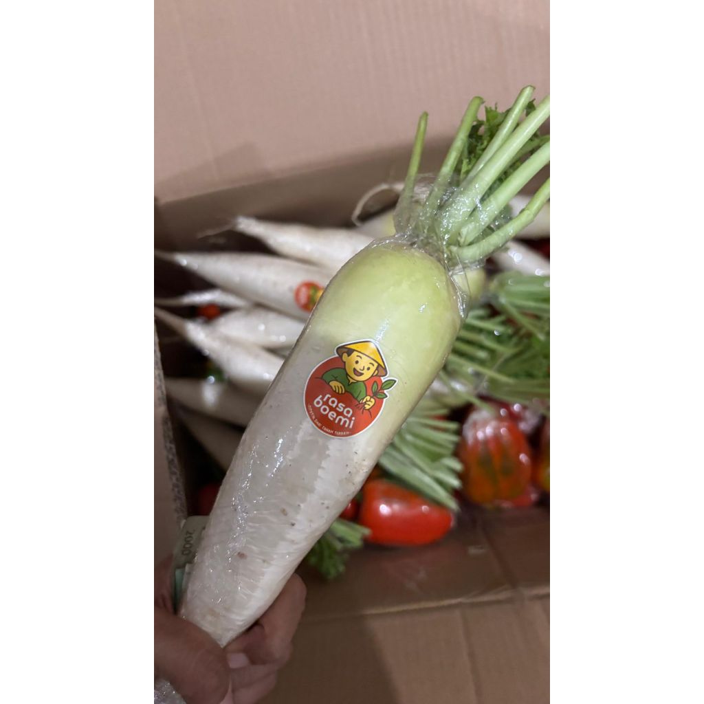 

Lobak Putih Fresh / White Radish Berat 1 kg Termurah