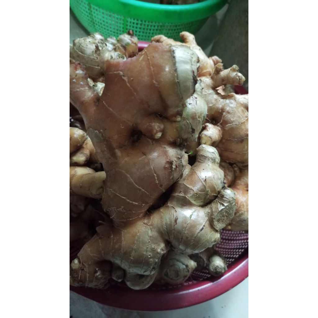 

jahe gajah/jahe putih besar 1 kg