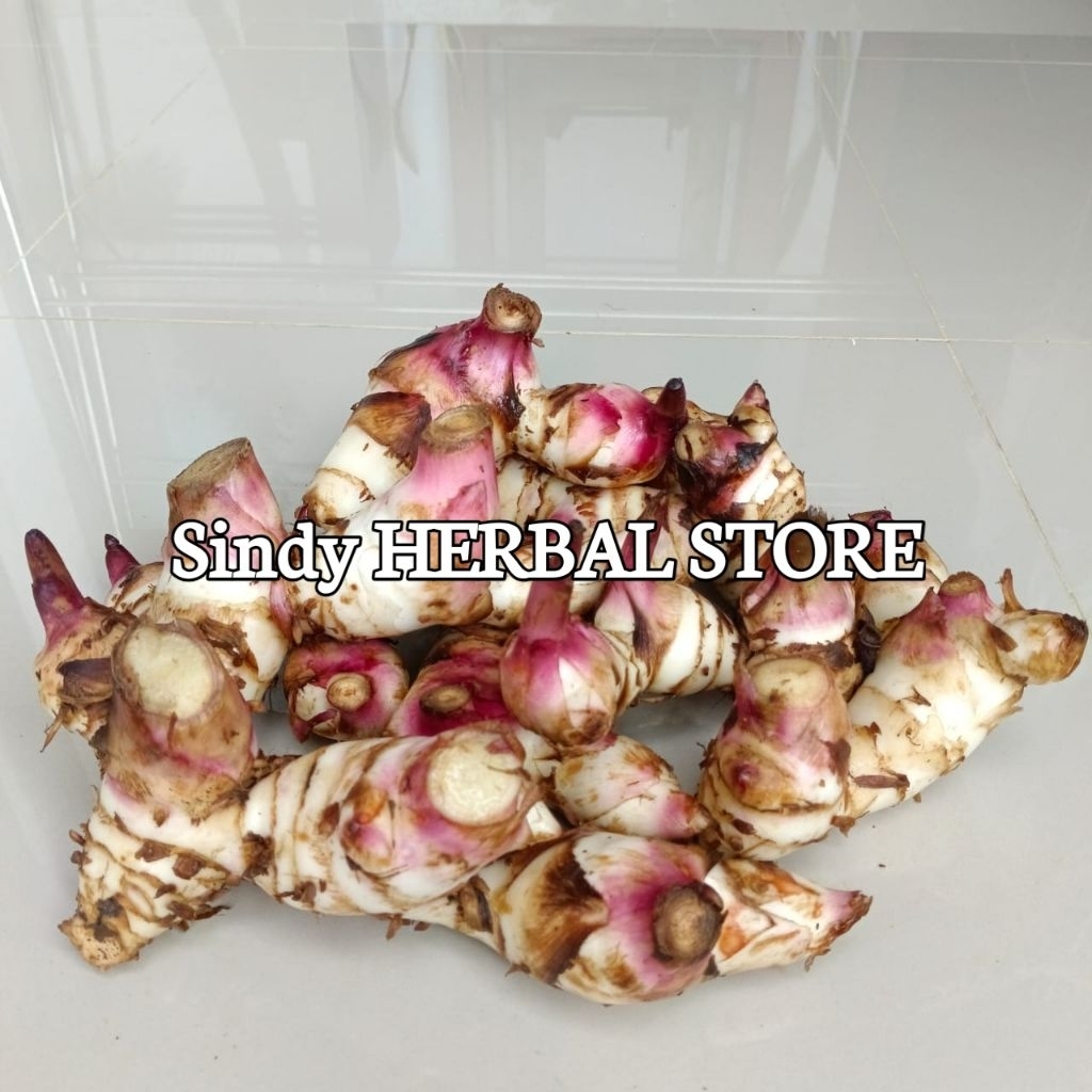 

Umbi Ganyong Segar Fres Isi Per 1 Kg Organik