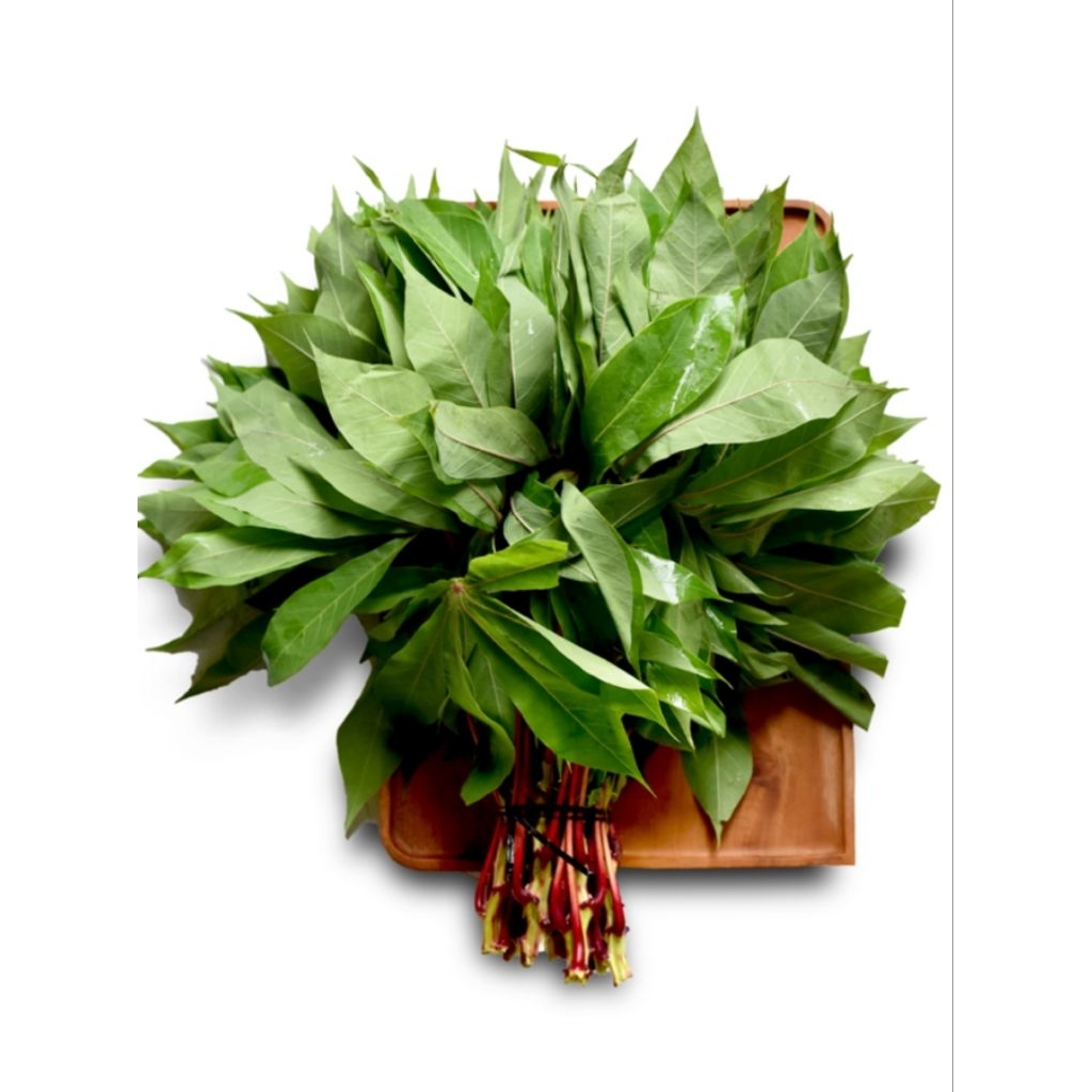 

pucuk singkong fresh dari kebun berat 500-1kg