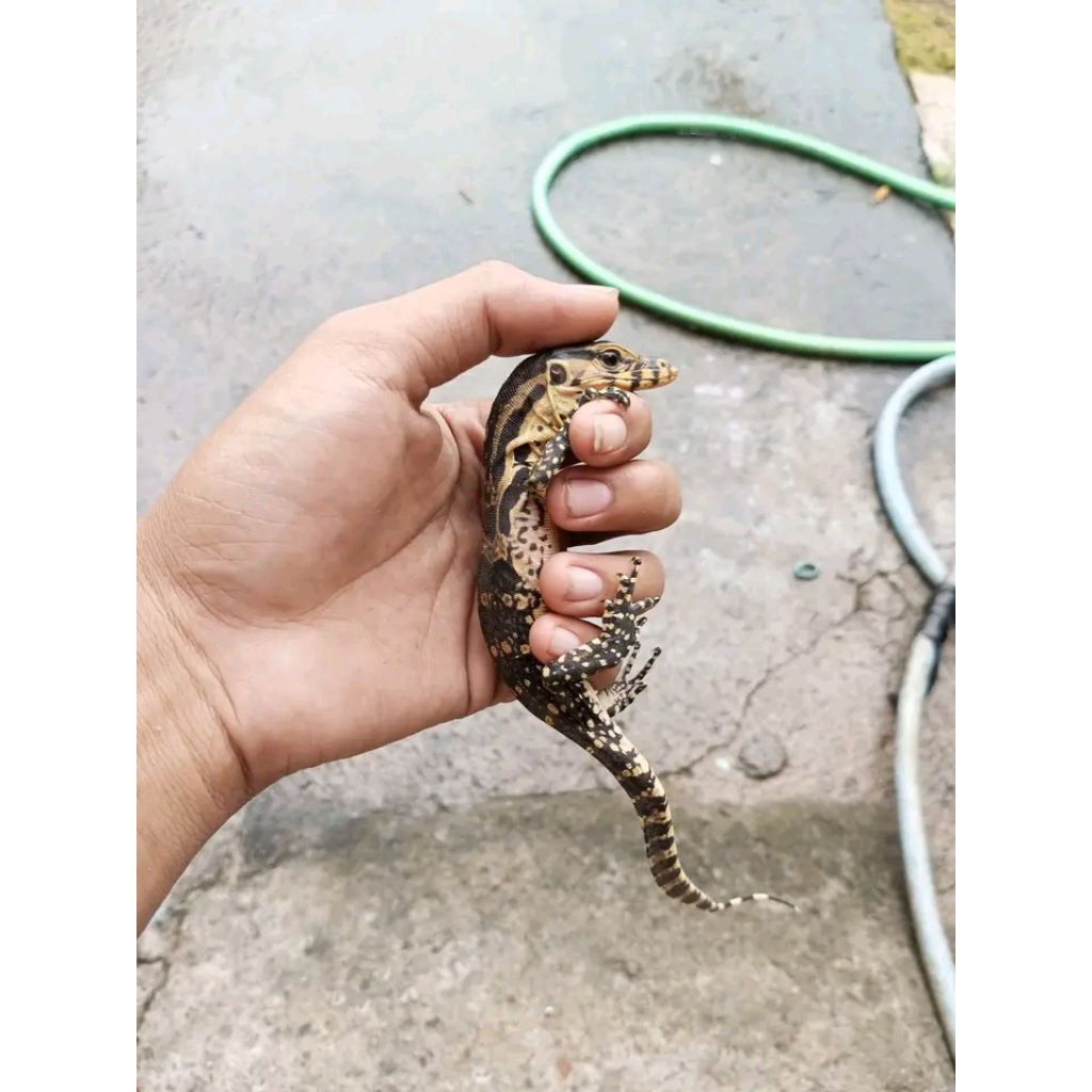 mainan Baby Salva / Salvator