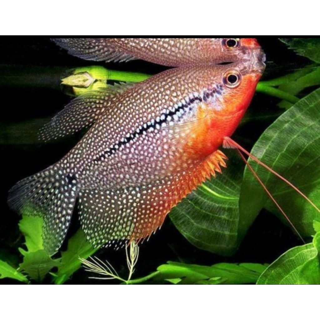 pearl gourami/sepat mutiara