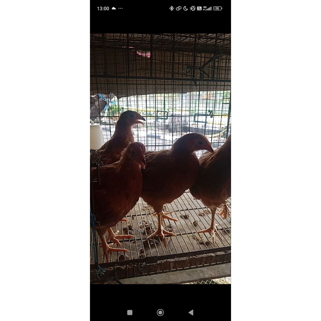 AYAM PETELUR USIA 2 BULAN ( SUDAH VAKSIN)