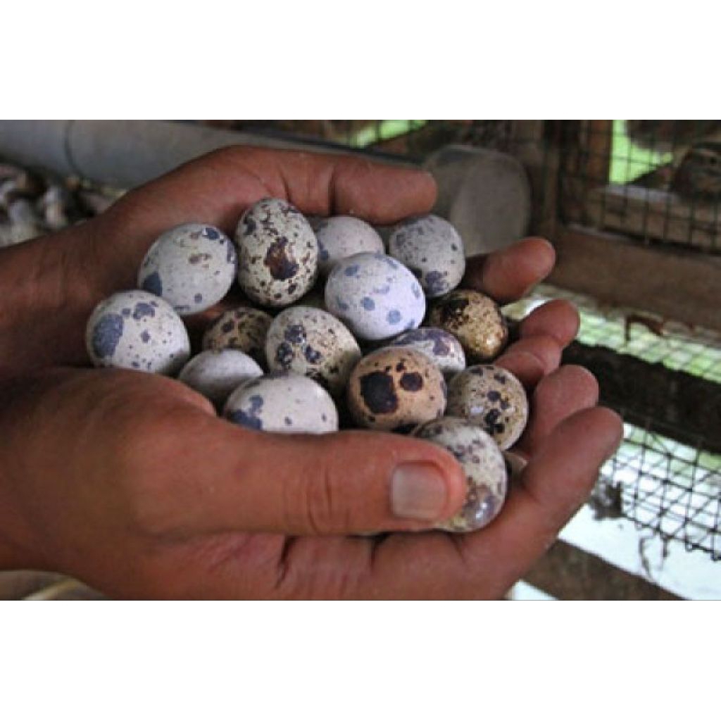 

TELURPUYUH FRESSH/TELUR PUYUH ASLI/TELUR PUYUH 1/2 KG ( 500 GR)