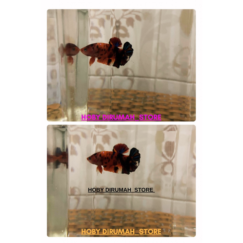 Cupang MultiColor Candy Grade Bagus