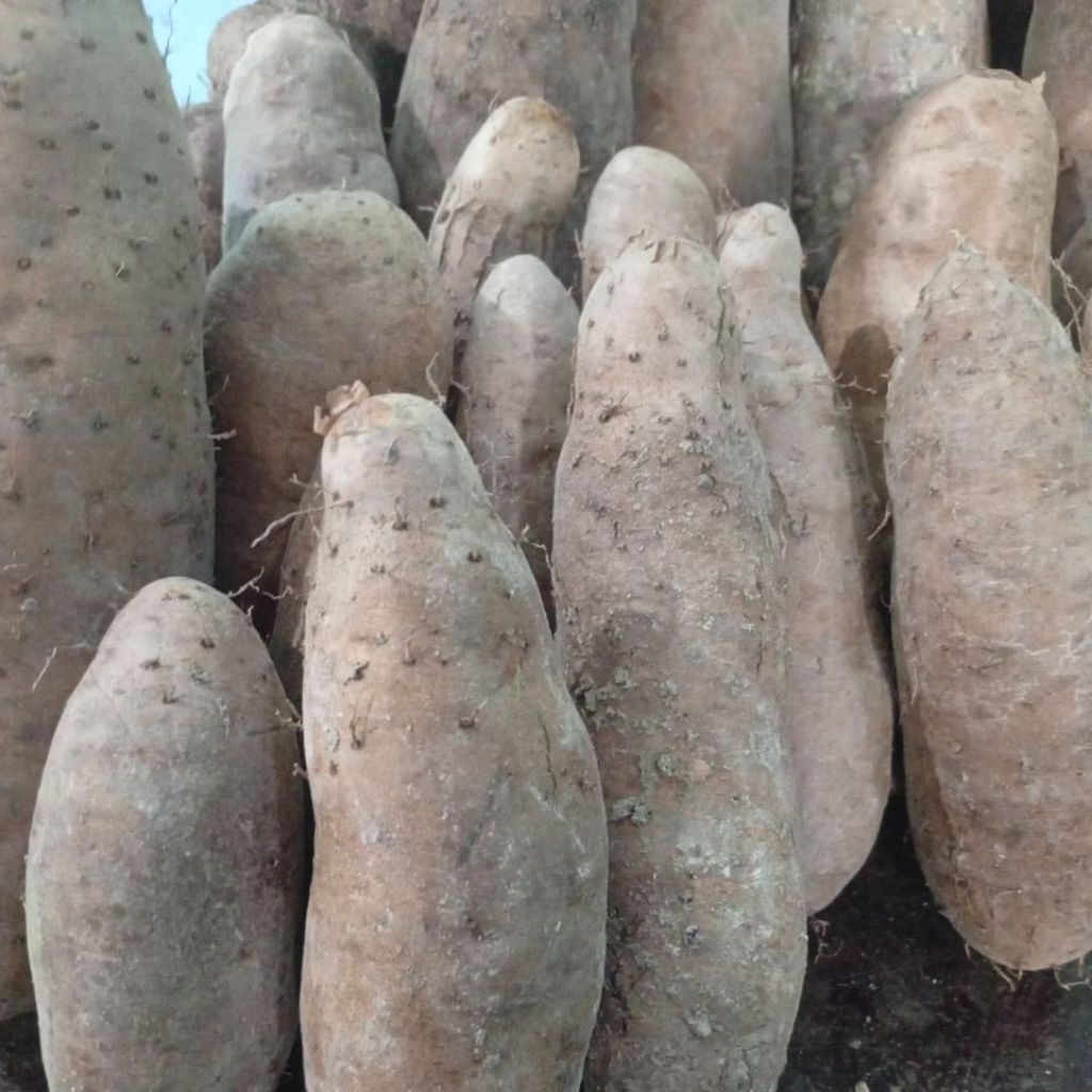 

gembili tropong ketan rasa manis tanggung" 1kg.bukan yang kecil