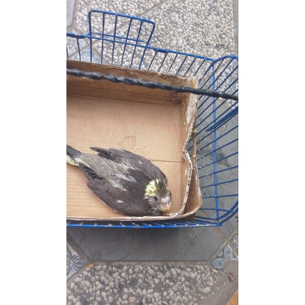 anakan falk parkit Australia